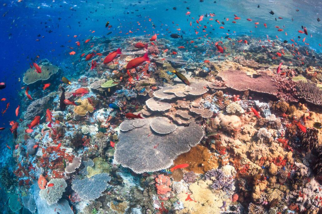 Vibrant coral reef teeming with colorful fish, showcasing diverse coral formations and a bright blue ocean backdrop.