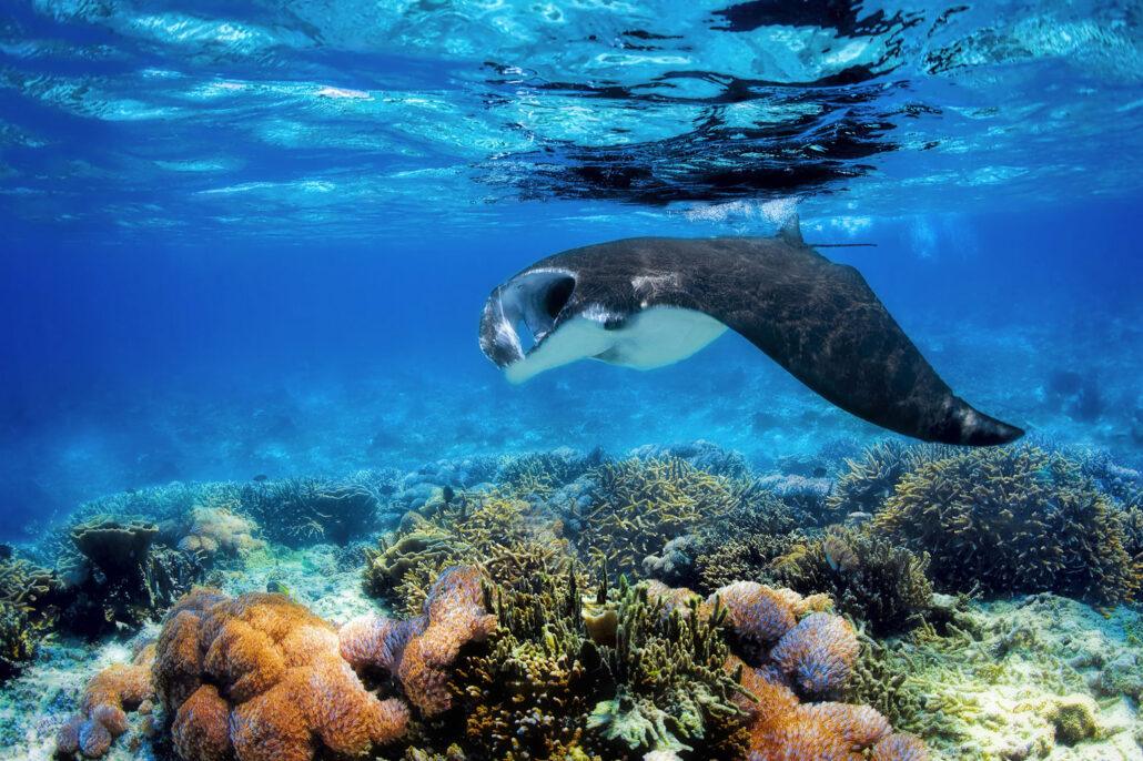 Giant manta ray. A manta ray glides gracefully over a vibrant coral reef, surrounded by clear blue water and sunlight filtering through.