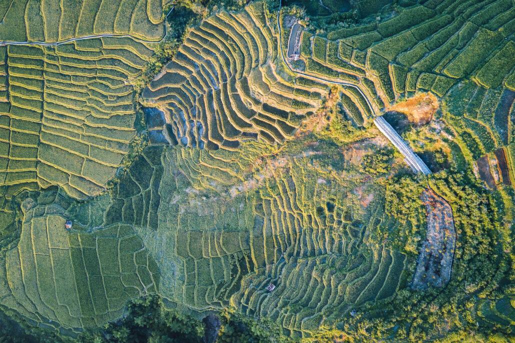 GoloCador. Rice fields in Indonesia. Aerial view of terraced rice fields with varying shades of green and brown, intersected by pathways and patches of vegetation.