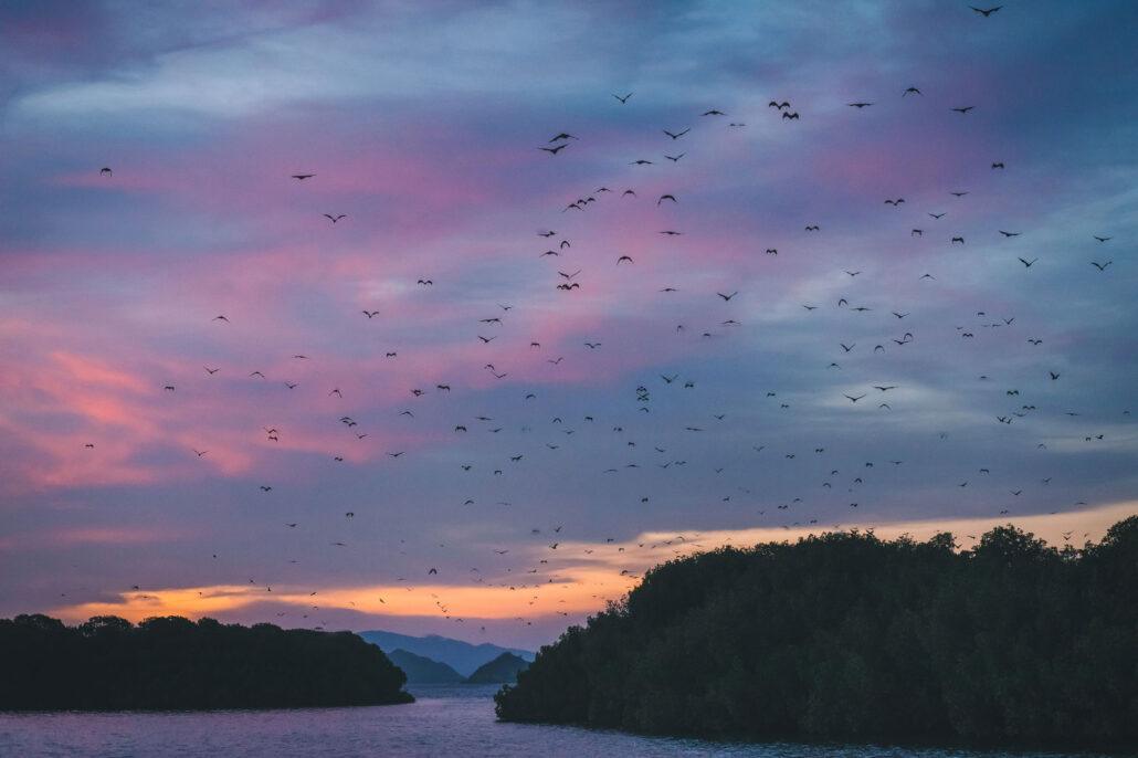 Kalong island - flying bats. A serene landscape with a river flanked by trees, filled with a vibrant sunset and flocks of birds in the sky.