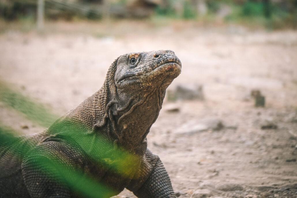 Komodo dragon. A close-up of a Komodo dragon on a rocky, sandy terrain, with green foliage in the foreground.