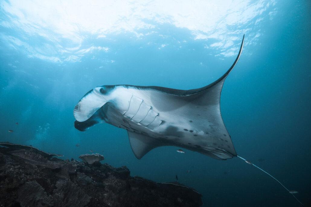 Manta rays in Manta Point. A majestic manta ray gliding gracefully through clear blue ocean waters above a coral reef.
