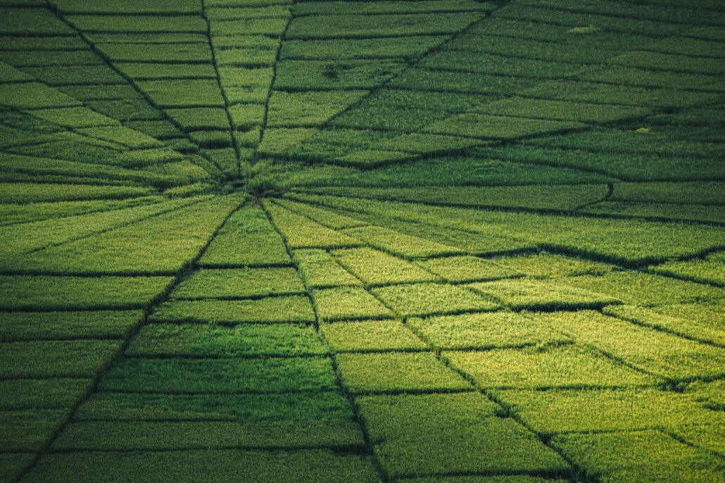 Spider web. Aerial view of lush green rice fields with geometric patterns and varying shades of green.