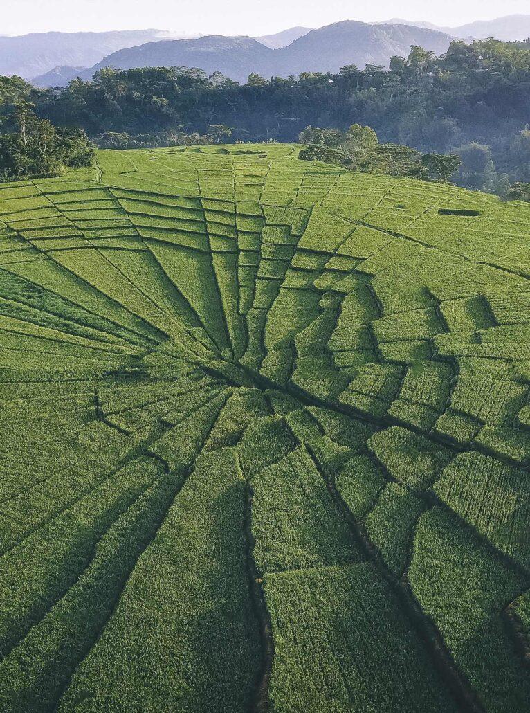 Spiderweb fields, indonesia. Aerial view of lush green terraced rice fields with intricate patterns, surrounded by distant mountains and trees.