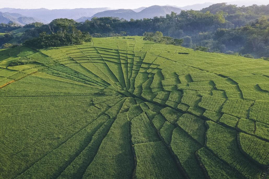 Spider web. Aerial view of lush, green terraced rice fields with subtle hills and a forested backdrop under soft sunlight.