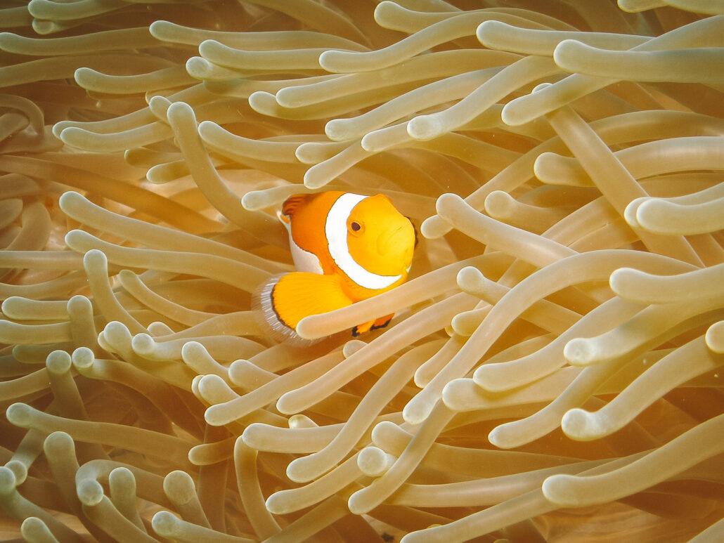 A vibrant orange clownfish among delicate, flowing sea anemone tentacles in a colorful underwater scene.