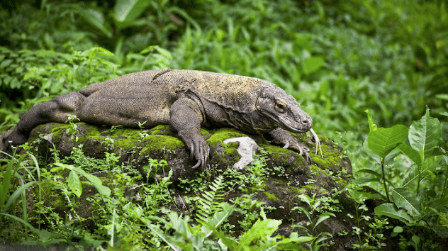Best Komodo Island Boat Tour. A Komodo dragon resting on a mossy rock surrounded by lush green vegetation.