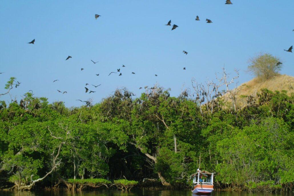 kalong island. A serene landscape featuring a boat on calm waters, surrounded by lush greenery and a flock of birds flying overhead.