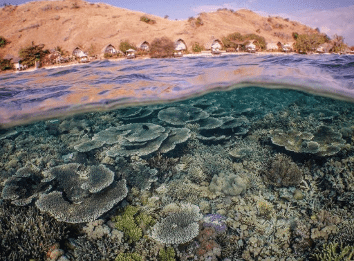 Sebayur Island. Coral reef underwater with vibrant coral structures and a sandy shoreline in the background featuring thatched-roof huts.