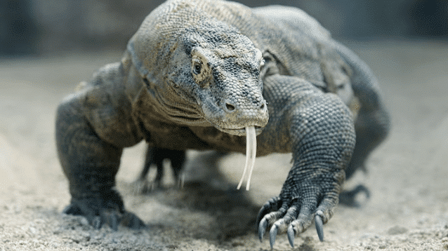 Bali to komodo island. Komodo dragon walking on sandy ground with tongue extended, showcasing its rugged scales and powerful claws.