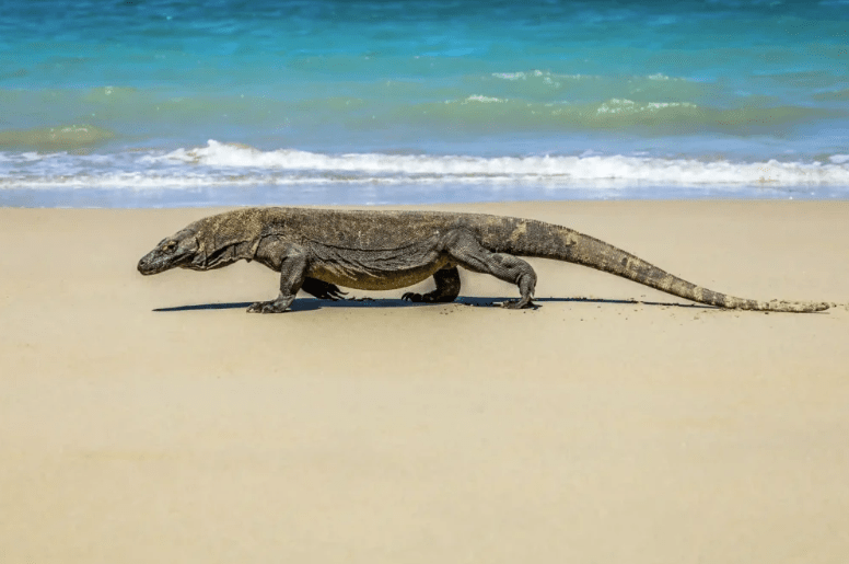 Best komodo itinerary cruise. A Komodo dragon walking on a sandy beach with turquoise water in the background.
