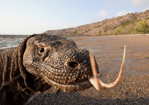 Best komodo itinerary cruise. A close-up of a Komodo dragon on a rocky shore, with a distant hillside in the background and clear blue skies above.
