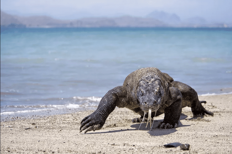 boat tour komodo. A Komodo dragon crawls along a sandy beach with a turquoise sea in the background and mountains visible in the distance.