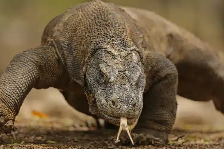 boat tour komodo. A Komodo dragon crawling on the ground, showcasing its textured skin and prominent tongue in a natural setting.