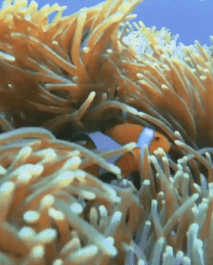 bali boat tour. A vibrant orange clownfish hides among swaying green and yellow sea anemone tentacles in a clear blue ocean.