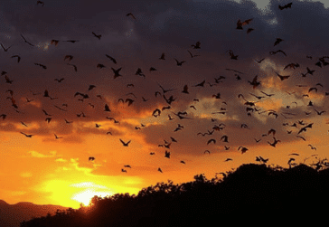 kalong island. A flock of bats flies against a vibrant sunset, with dark silhouettes and colorful clouds in the sky.