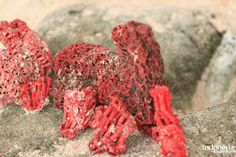 Kelor Island. Close-up of vibrant red coral formations on a rock surface, showcasing bright marine textures and intricate details.