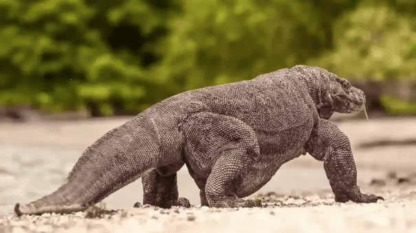 komodo island tour. A Komodo dragon walking along a sandy shore, with green foliage blurred in the background.