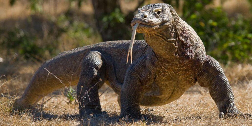 komodo island tour. A Komodo dragon stands on dry grass, displaying its textured skin and long tongue in a natural environment.