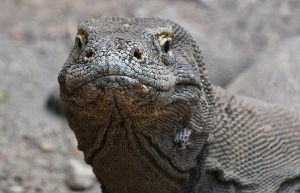Komodo island trekking. Close-up of a Komodo dragon showcasing its textured scales and intense gaze.