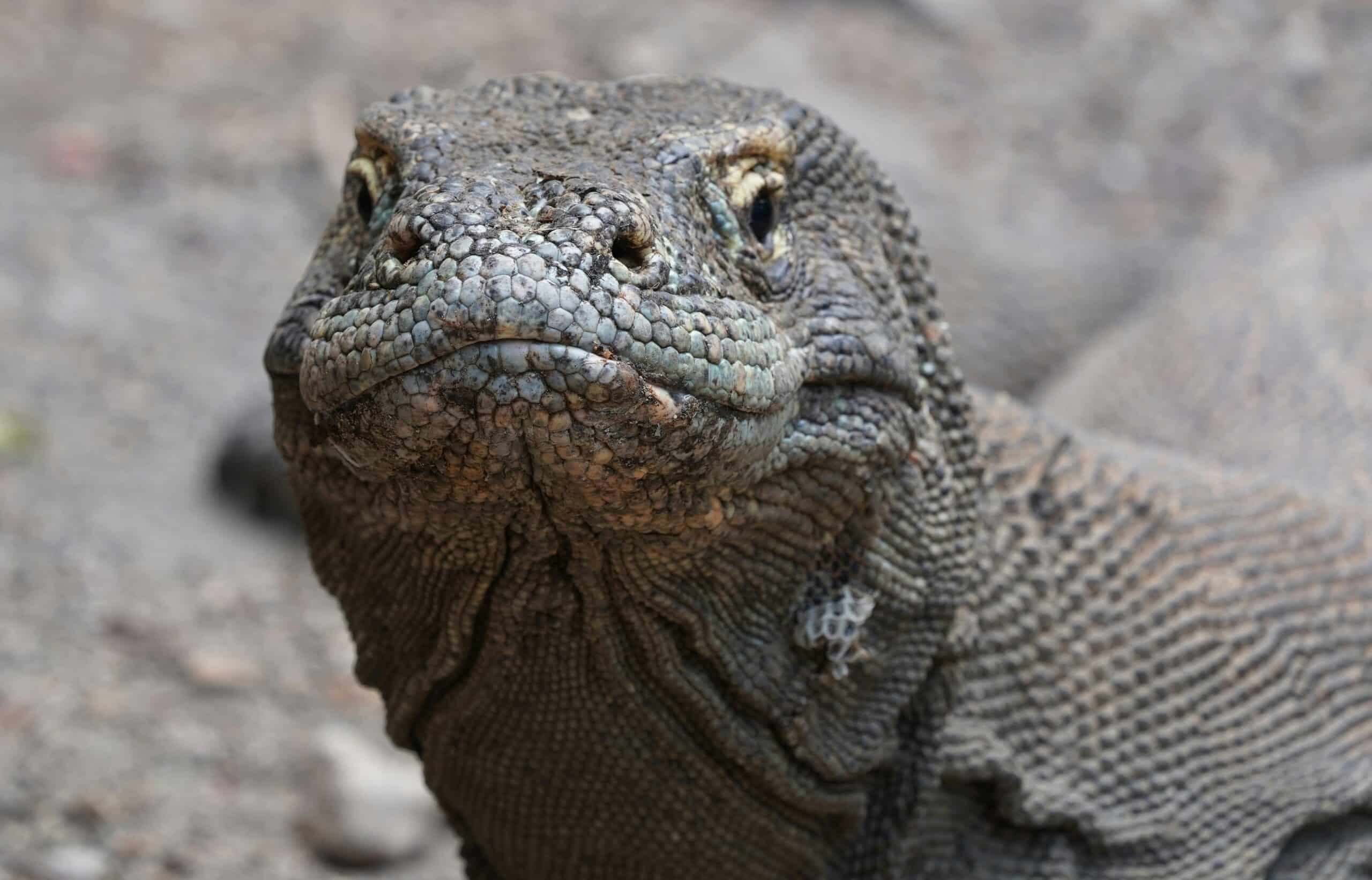 Komodo island trekking. Close-up of a Komodo dragon showcasing its textured scales and intense gaze.