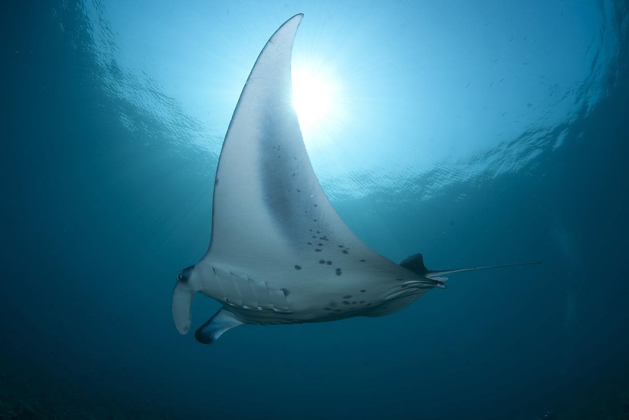 manta point diving. A manta ray glides gracefully underwater, illuminated by sunlight from above, showcasing its large wingspan and spotted pattern.