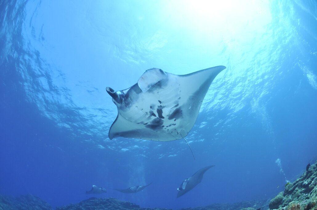 manta point snorkeling. A graceful manta ray glides through clear blue waters, accompanied by its fellow rays in a vibrant underwater scene.