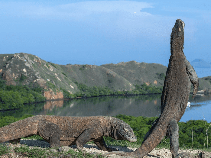 Rinca Island - Komodo Dragons. Two Komodo dragons on a hillside overlooking a calm, blue waterway and lush green hills in the background.