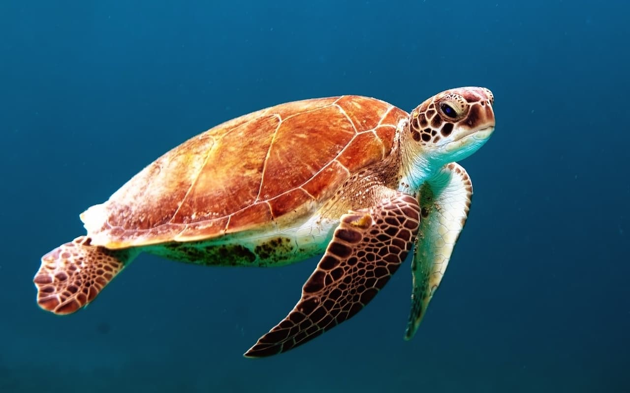 Siaba Island , A green sea turtle gracefully glides through clear blue water with sunlight filtering down from above.