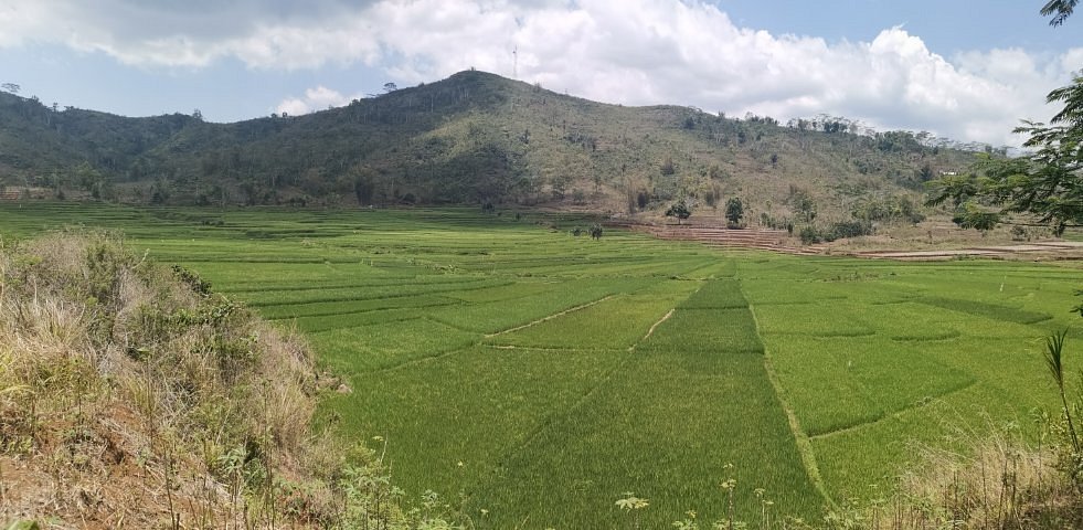 spider web rice field flores​, Lush green terraced rice fields stretch across a hillside under a partly cloudy sky.