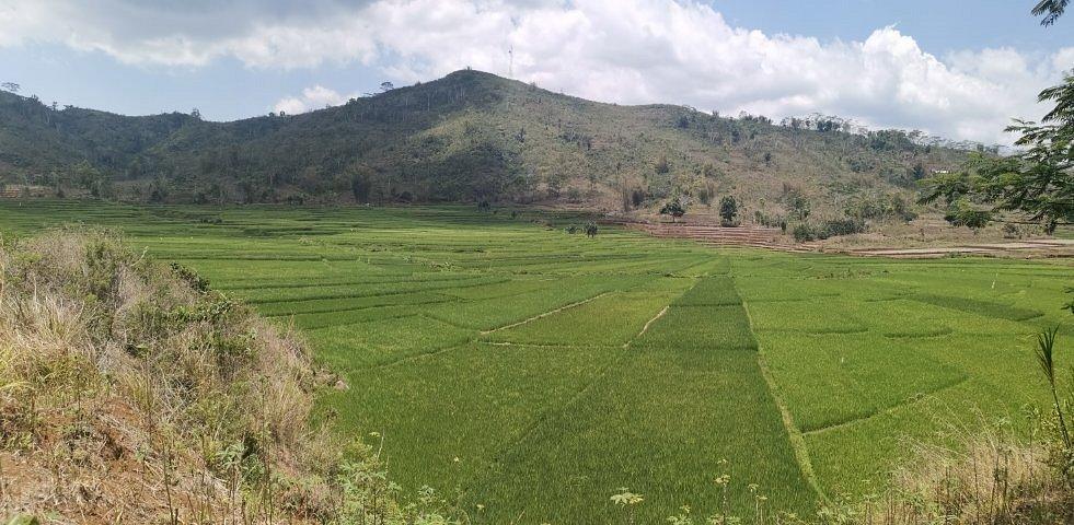 spider web rice field flores​, Lush green rice fields stretch across the landscape, bordered by rolling hills and a bright blue sky with fluffy clouds.